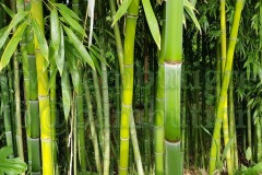 piantagione-bambu-italia12