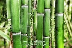 piantagione-bambu-italia14