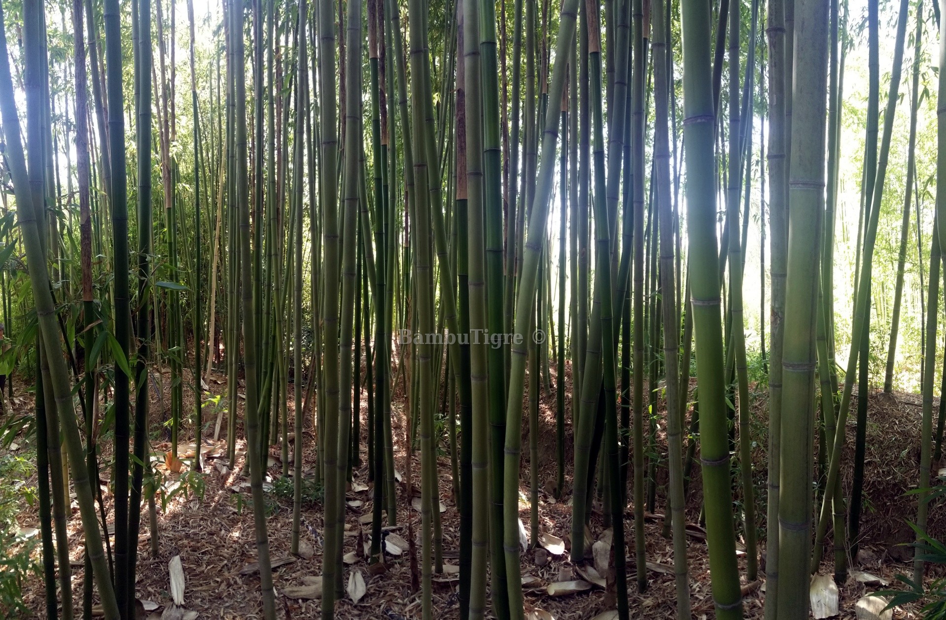 Bambù gigante: guadagni e business, coltivazione